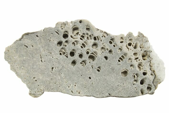 Silurian Dolostone w/ Sparkling Fossil Coral (Fletcheria) - Ohio #336588